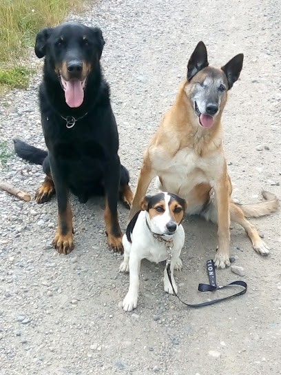 Auberge des Animaux, Pension pour Chiens à Lezoux