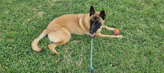 Club des Amis du chien de Sucy, Dresseur de Chiens à Sucy-en-Brie