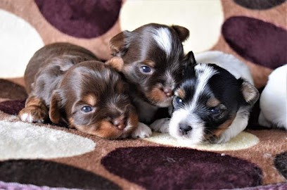 Du Chant des Grillons, Eleveur de Chiens à Saint-André-de-Sangonis