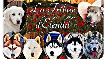 La Tribue d'elendil en Provence, Eleveur de Chiens aux Mées