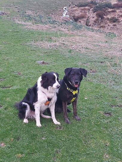 Ed'éduc - cours chiens Bordeaux, Dresseur de Chiens à Villenave-d'Ornon