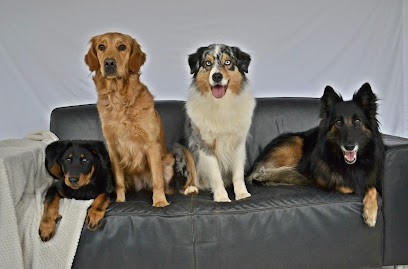 Les Truffes Humides, Pension pour Chiens à Salles-la-Source