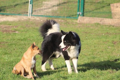 Moon Of Starlight Laika De Yakoutie Et Chien De Canaan, Eleveur de Chiens à Lachapelle-sous-Gerberoy