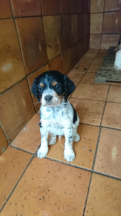 Les Sablières de Cadeuil, Pension pour Chiens à Sainte-Gemme