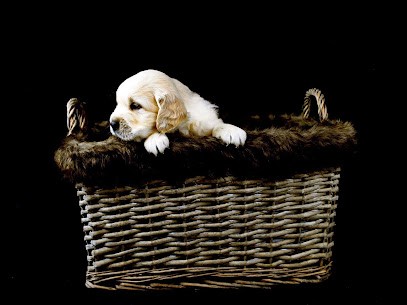 Haras Montdésir, Eleveur de Chiens à Lansac