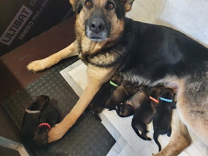 DE GWADA, Eleveur de Chiens à Habère-Poche