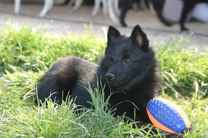 Du Jardin D'oslo : Pension Et élevage, Vente De Chiots Berger De Beauce (Beauceron), Schipperke En FRANCE, Pension pour Chiens à La Ferté-Loupière