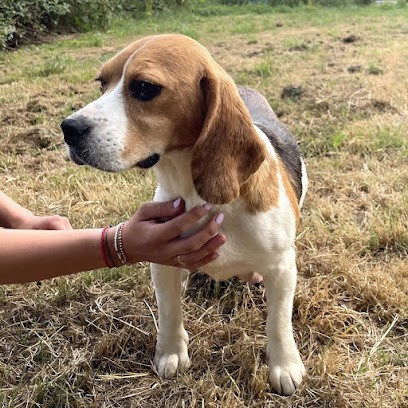 Élevage de Beagle et de Bouledogue Français du Domaine de la Couture, Eleveur de Chiens à Saint-Aubin-le-Cloud