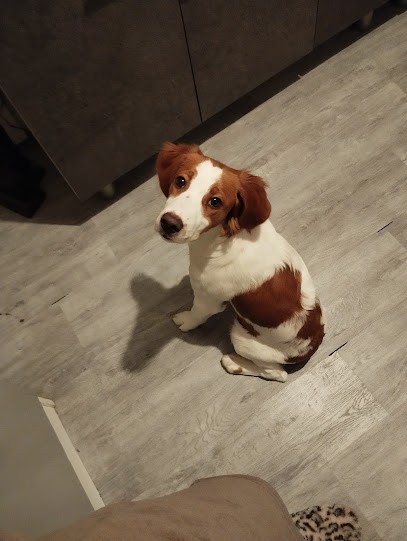 Educ Dog Essonne, Dresseur de Chiens aux Granges-le-Roi