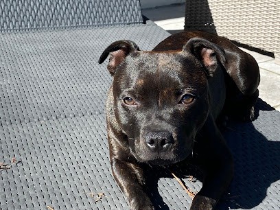 Élevage Djust Staffie, Eleveur de Chiens à Saint-Vincent-de-Paul