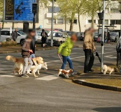 Dog Educ 18, Dresseur de Chiens à Saint-Doulchard