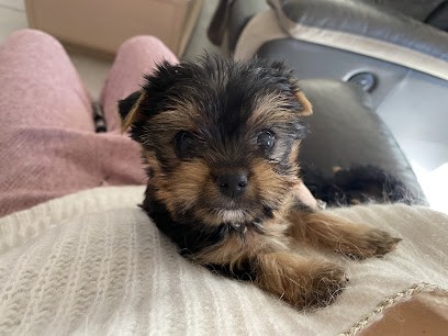 Élevage Les Embruns De Rêve, Eleveur de Chiens à Saint-Gervais