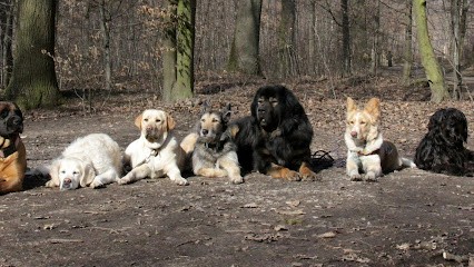 Cabéru, Dresseur de Chiens à Saint-Denis