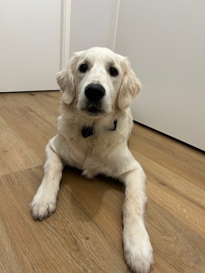 La Truffe à 4 Pattes, Dresseur de Chiens à Toufflers