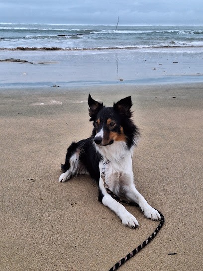 L' ODYSSEE D' OLYMPE, Dresseur de Chiens à Le Teich