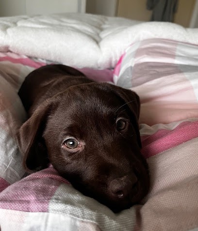 Labradors De La Vallée De La Brière, Eleveur de Chiens à Montfrin