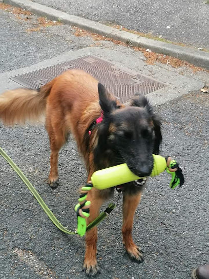 Armonimal - Educateur Comportementaliste Canin Metz Dresseur De Chiens à Saint-Julien-lès-Metz