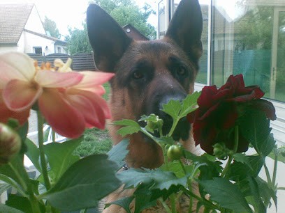 Domaine du Bois Fontaine, Pension pour Chiens à Thimert-Gâtelles