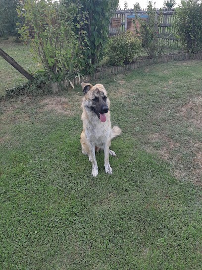 Educ canin 38, Dresseur de Chiens à Sassenage