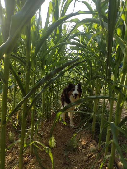 Pension canine Anima'room _ Pension pour chien - garde chien - Pension familiale, Pension pour Chiens à Termes-d'Armagnac