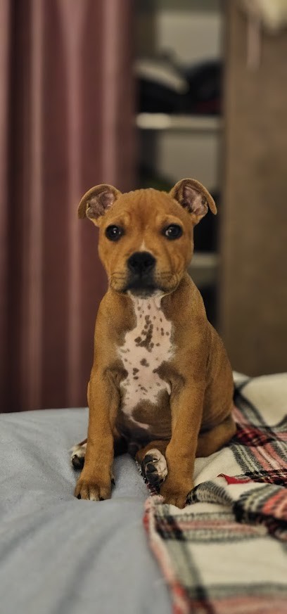La Vallee Des Sages, Eleveur de Chiens à Chandon
