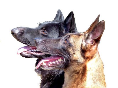 K9'SCHOOOL, Dresseur de Chiens à Pouxeux