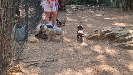 Centre Canin Azur : Éducation canine Alpes-Maritimes 06, Dresseur de Chiens à Vallauris