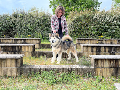L'aurore De Skadi - Élevage De Malamute D'alaska Et Pension Canine Éleveur De Chiens à Thiviers