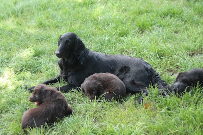 Du Marais De La Sangsuriere, Eleveur de Chiens à Saint-Sauveur-le-Vicomte