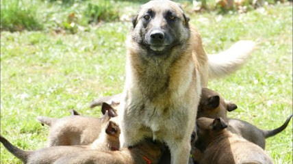 Morafond Élevage professionnel bergers belges malinois lignées de travail, Eleveur de Chiens à Laurac-en-Vivarais
