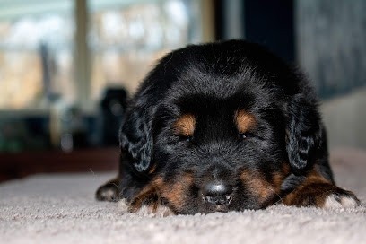 Elevage des Etoiles Vagabondes, Eleveur de Chiens à Condé