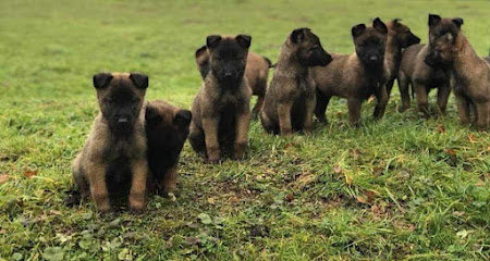 Chateau De Boxie Éleveur De Chiens à Unverre