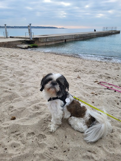 SAS Elevage du Destel, Eleveur de Chiens à Évenos