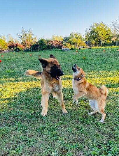 Un Flair D'éducation, Dresseur de Chiens à Saint-Pierre-de-Chandieu