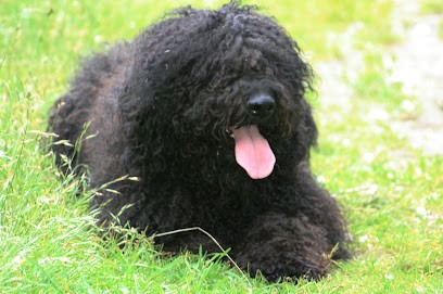 Elevage familial de barbet Di Amaretto Nero, Eleveur de Chiens à Fesmy-le-Sart