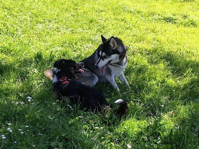 CaniVIP Educateur Comportementaliste canin La Rochelle et environs, Dresseur de Chiens à Périgny