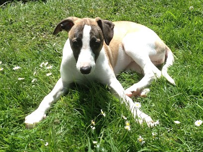 La Colline D'océane : Élevage de Setter Anglais., Eleveur de Chiens à Sainte-Colome