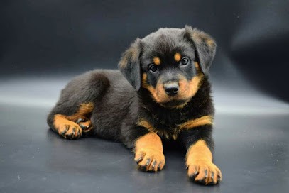 Élevage Des Crocs d'Anges Heureux / chiots american staff & rottweiler Lof, Eleveur de Chiens à Neuvilly