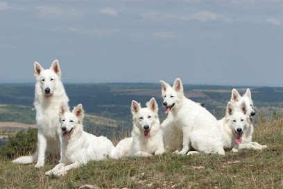 Le Mont de Sène (Élevage et vente de chiots) : Race berger blanc suisse de travail et sport LOF, Eleveur de Chiens à Cuisery