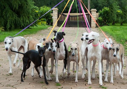 Elevage de whippet des Filles d’Éole, Eleveur de Chiens à La Saucelle