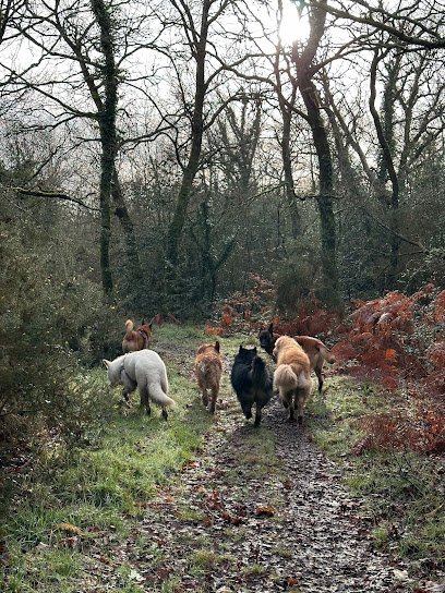 Axel Le Moing, Éducateur Canin Dresseur De Chiens à Hennebont