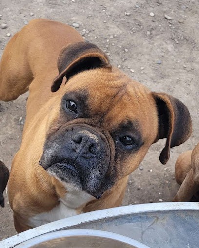 Élevage du mont ségur, Eleveur de Chiens à Peyrolles-en-Provence