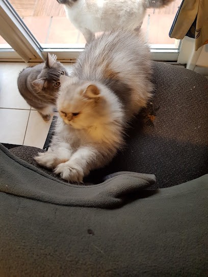 Elevage de Gievazza : Persan - Maine Coon - Spitz Nain - Pension, Eleveur de Chiens à Ventiseri