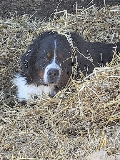 François Françoise, Eleveur de Chiens à Lanouaille