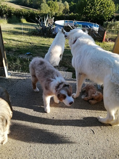 Dream's Dog, Dresseur de Chiens à Verfeil