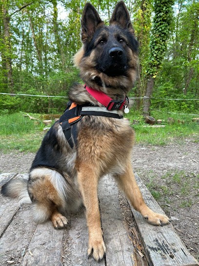 Club Canin Ollainville, Dresseur de Chiens à Ollainville