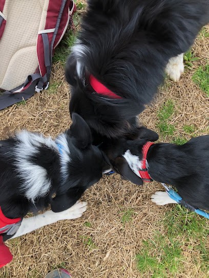 M-Y Toutou Academy - Éducateur Et Comportementaliste Canin, Dresseur de Chiens à Vieux-Charmont