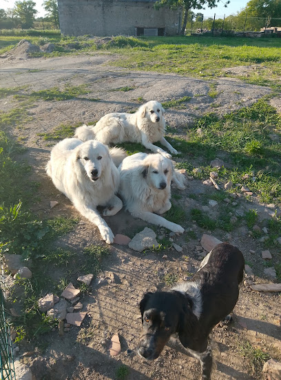 Les Bergers De Lulu Pension Pour Chien à Maisontiers