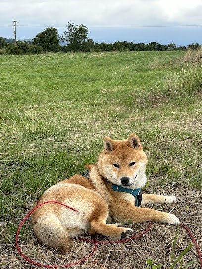 Elevage du Domaine du Clos Benoit, Eleveur de Chiens à Pierrefitte-en-Auge