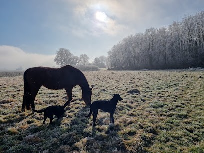 EquiLIBRE CanAIN / Sylvie Kopp, Dresseur de Chiens à La Tranclière